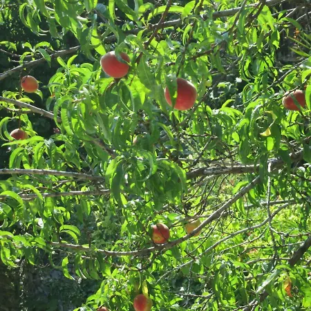 别墅 Koukourava Garden 马克里尼撒