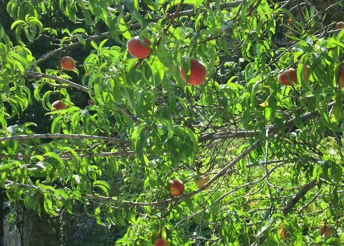 别墅 Koukourava Garden 马克里尼撒